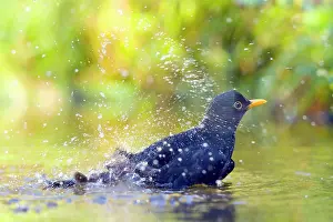 Flat: Blackbird (Turdus merula) bathing in shallow water