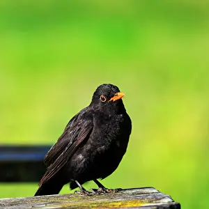 Cornwall: Blackbird (Turdus merula) on a bench, St Mary's