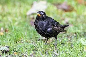 Eifel: Blackbird (Turdus merula), Black Thrush, male, Volcanic