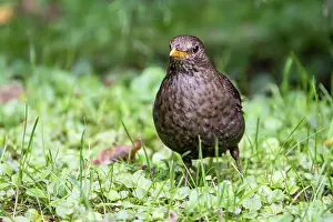 Eifel: Blackbird (Turdus merula), Blackbird, female, Vulkaneifel