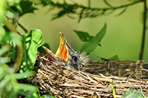 Blackbirds: Blackbird (Turdus merula) chicks in nest, France