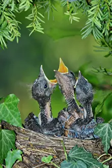Blackbirds: Blackbird (Turdus merula) chicks in nest, France