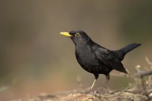 Niederrhein: Blackbird (Turdus merula), Common blackbird, male