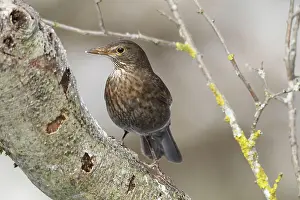 Thrush: Blackbird (Turdus merula) female, Allgcu, Bavaria