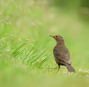 Thrush: Blackbird (Turdus merula) female, Hesse, Germany