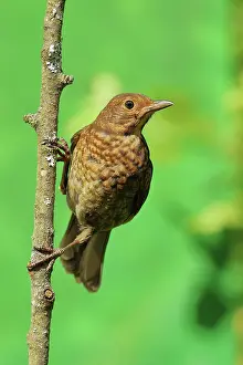 Wilnsdorf: Blackbird (Turdus merula), female, sitting on a