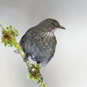 Thrush: Blackbird (Turdus merula) female, sitting on a snowy