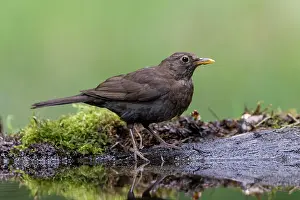 Watering: Blackbird (Turdus merula), female, at watering trough