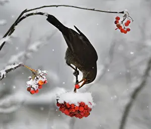 Ashes: Blackbird (Turdus merula) in flight eating rowan