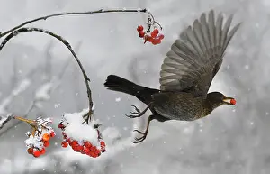Ashes: Blackbird (Turdus merula) in flight eating rowan
