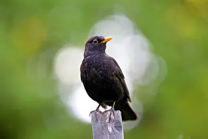 Piling: Blackbird (Turdus merula), Hesse, Germany, Europe