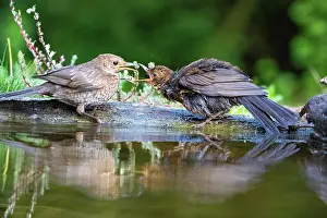 Thrush: Blackbird (Turdus merula) juv. Hungary, Europe