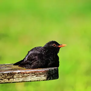 Cornwall: Blackbird (Turdus merula), lying on a bench, sunbathing
