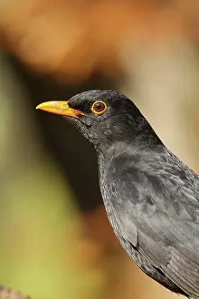 Turdus: Blackbird (Turdus merula) male, animal portrait