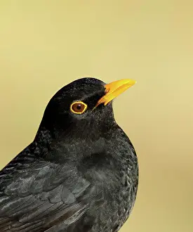 Turdus: Blackbird (Turdus merula), male, animal portrait