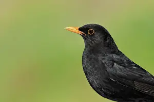 Thrush: Blackbird (Turdus merula) male, animal portrait