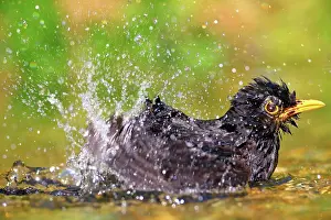 310820: Blackbird (Turdus merula) male bathes in shallow