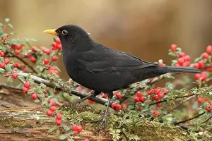 Berry: Blackbird (Turdus merula) male at the berries of