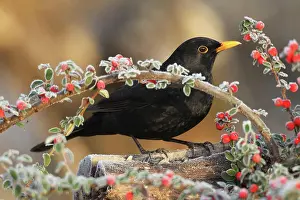 Berry: Blackbird (Turdus merula) male on berries of firethorn