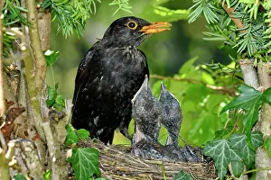 Blackbirds: Blackbird (Turdus merula) male and chicks in nest