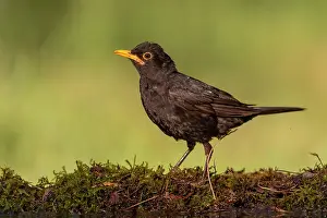 Thrush: Blackbird (Turdus merula), male, on ground, moss