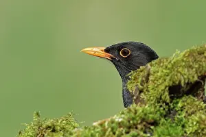 Root: Blackbird (Turdus merula) male, looking out from