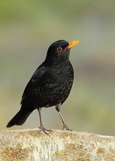 Turdus: Blackbird (Turdus merula), male sitting on a birch