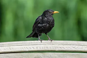 Blackbird: Blackbird (Turdus merula), male sitting on a garden