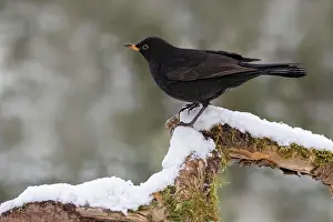 Root: Blackbird (Turdus merula), male, sitting on root