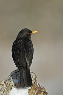 Root: Blackbird (Turdus merula) male, sitting on a snowy