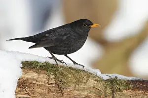 Thrush: Blackbird (Turdus merula) male at winter feeding