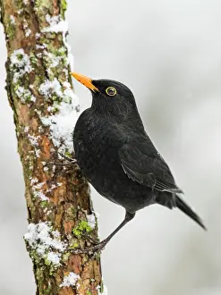Merula: Blackbird (Turdus merula) sits on a snowy branch