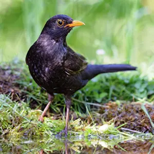 Palatinate: Blackbird (Turdus merula) sitting on the bank of a