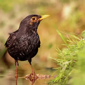 Palatinate: Blackbird (Turdus merula) sitting on the bank of a