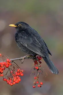 Biosphrenreservat: Blackbird (Turdus merula), sitting on a branch of