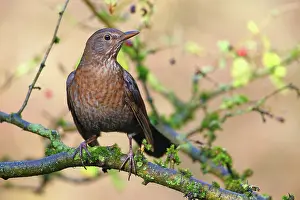 Hawthorn: Blackbird (Turdus merula) sitting on hawthorn branch