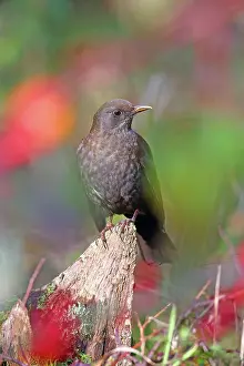 Solms: Blackbird (Turdus merula) sitting on a root, Solms