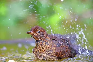 310820: Blackbird (Turdus merula) Young bird bathes in shallow
