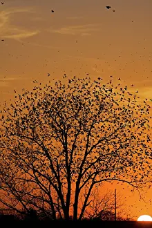 Agelaius: Blackbirds flocking at dusk