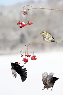 Guelder: Blackbirds - and Mistle Thrush (Turdus viscivorus)