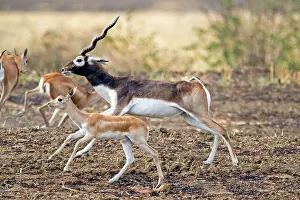 Blackbuck: Blackbuck