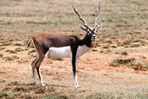Mary Clay: BLACKBUCK
