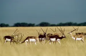 Blackbuck: Blackbuck - bachelor herd