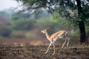 Blackbuck: Blackbuck female