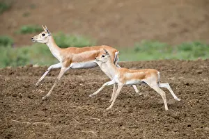 Blackbuck: Blackbuck female