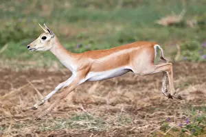 Blackbuck: Blackbuck female