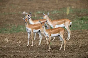 Blackbuck: Blackbuck female