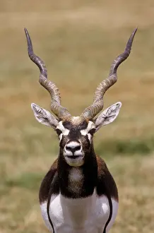 Blackbuck: Blackbuck - male