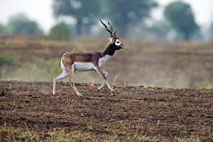 Blackbuck: Blackbuck male