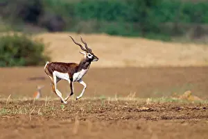 Blackbuck: Blackbuck male